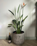 120cm Flowering Strelitzia Reginae (Bird of Paradise)