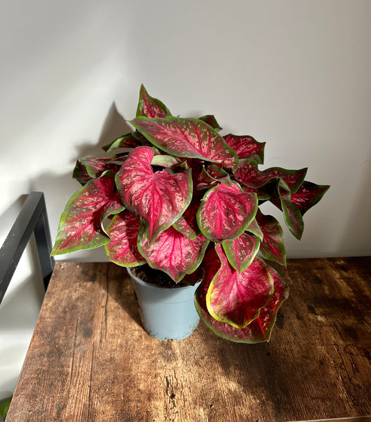 30cm Red Caladium