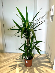 130cm Yucca