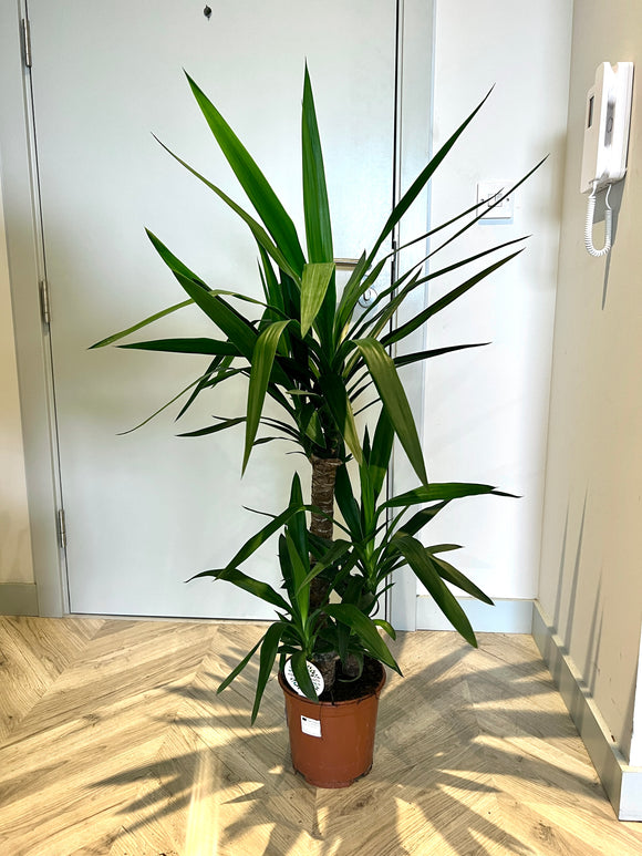 130cm Yucca
