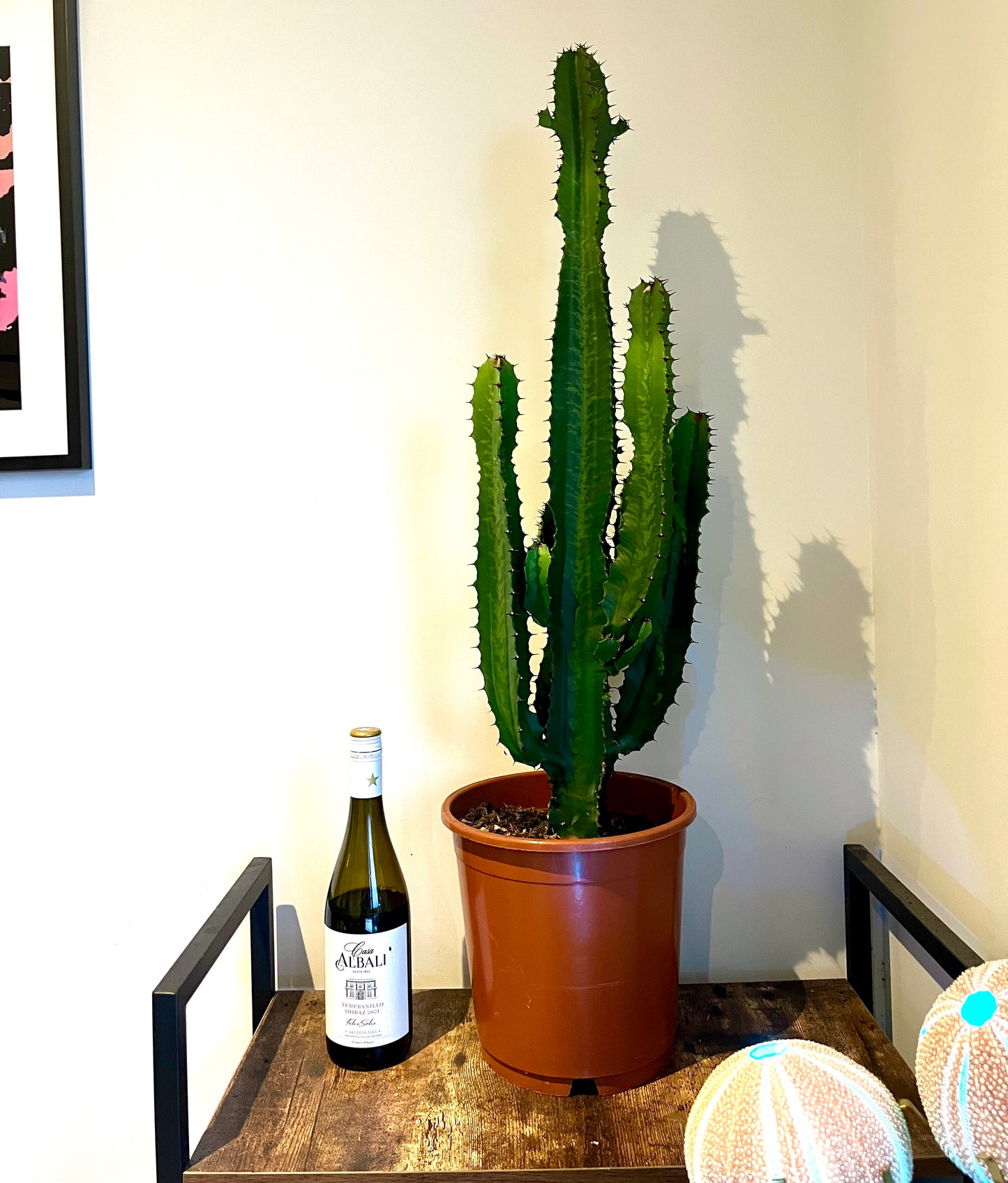 Büyük Çöl Mumu Kaktüs (Süt Ağacı - Euphorbia Acrurensis Büyük Çöl Mumu Kaktüs (Süt Ağacı - Euphorbia Acrurensis