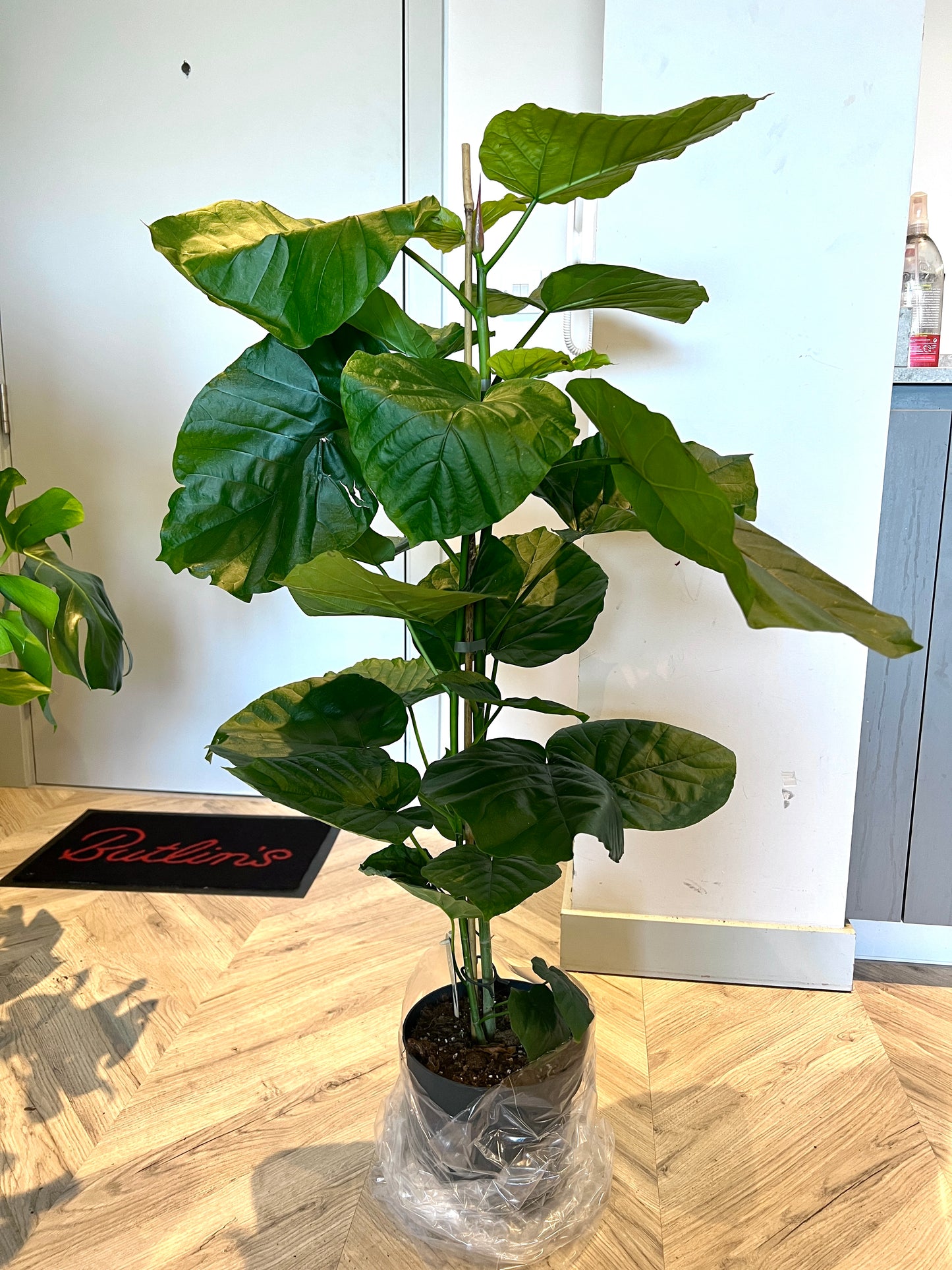 120cm Ficus Umbellata