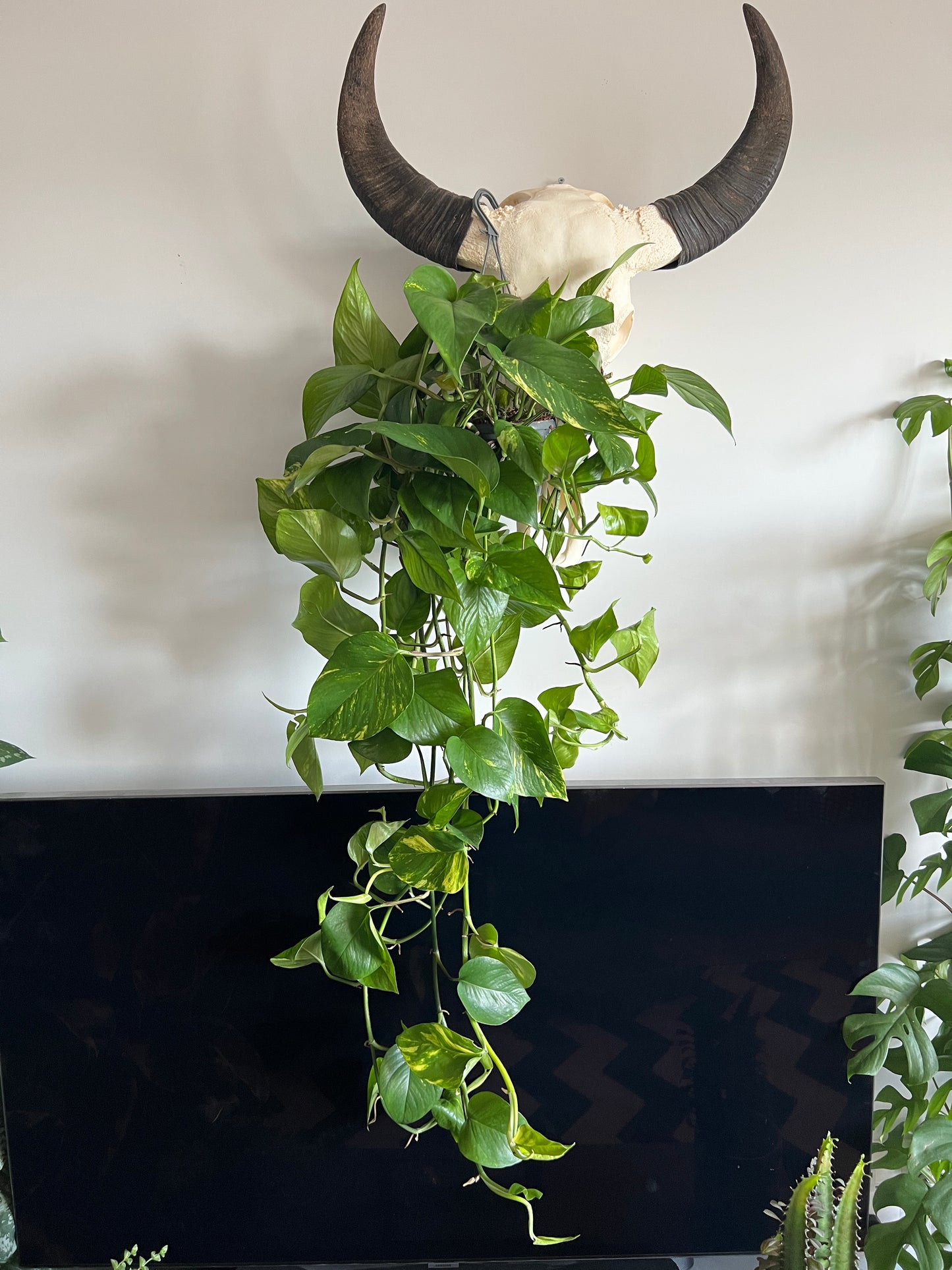 120cm Hanging Devils Ivy