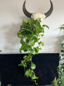 120cm Hanging Devils Ivy