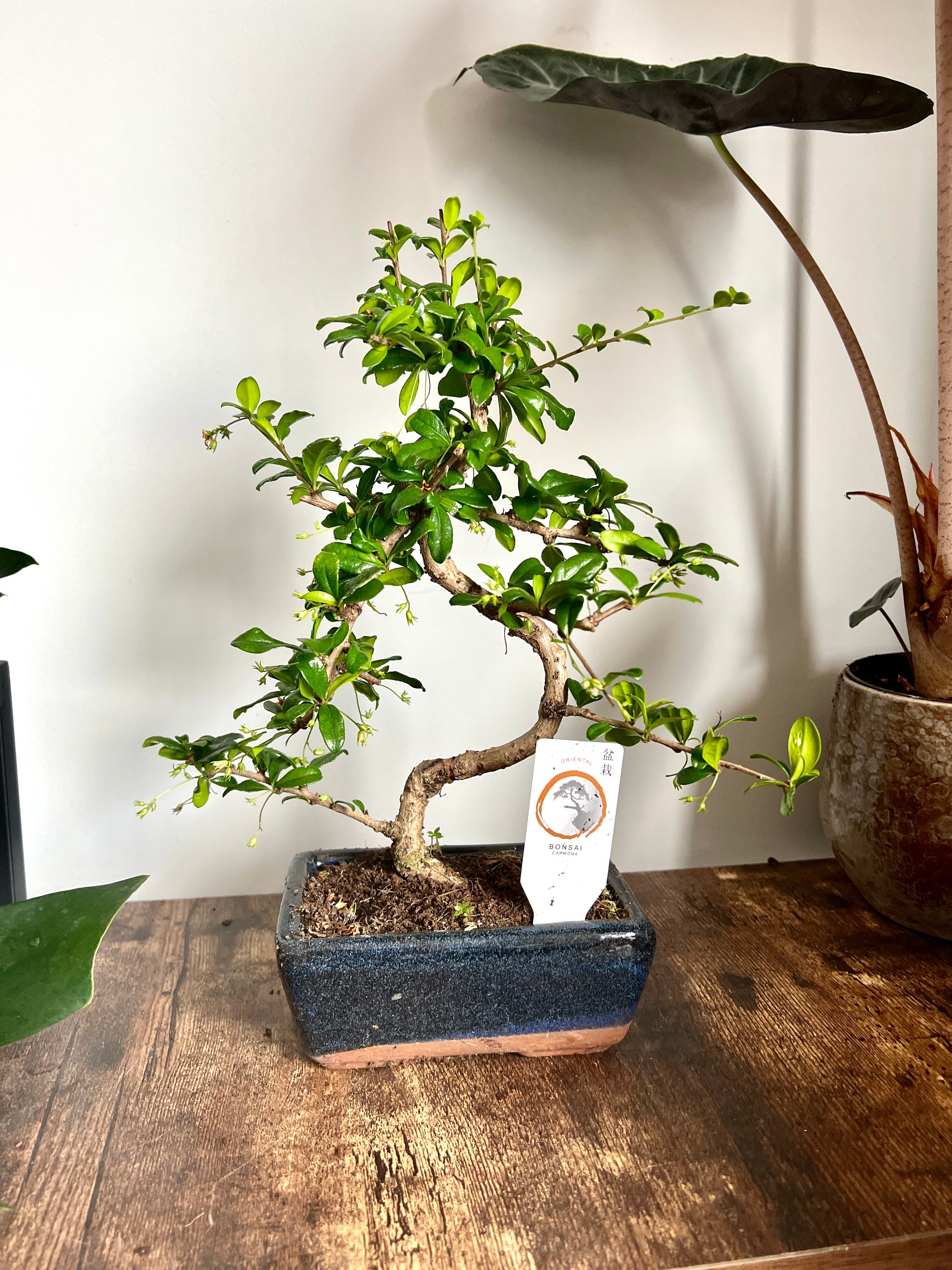 bonsai tree bristol 30cm Mixed Bonsai Trees – Bristol Plant Man