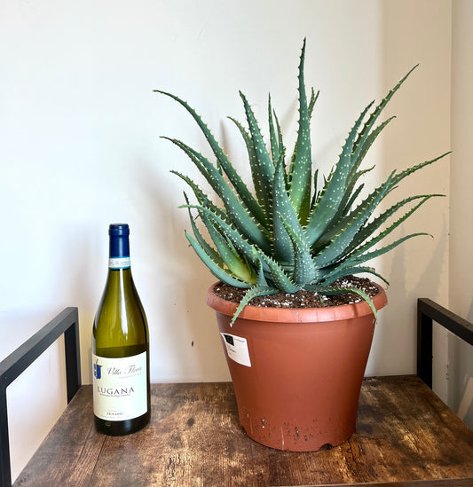 50cm XL Aloe Arborescens