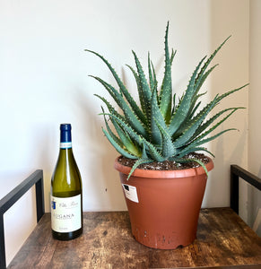 50cm XL Aloe Arborescens