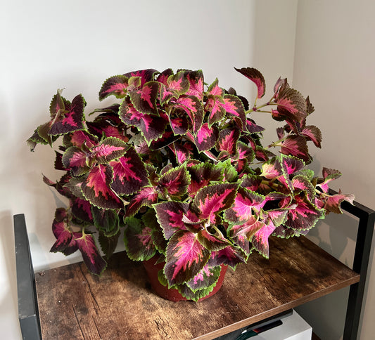 40cm Coleus “freaky leaves”