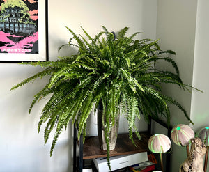 100cm Nephrolepsis Green Lady (Boston Fern)