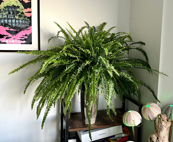 100cm Nephrolepsis Green Lady (Boston Fern)