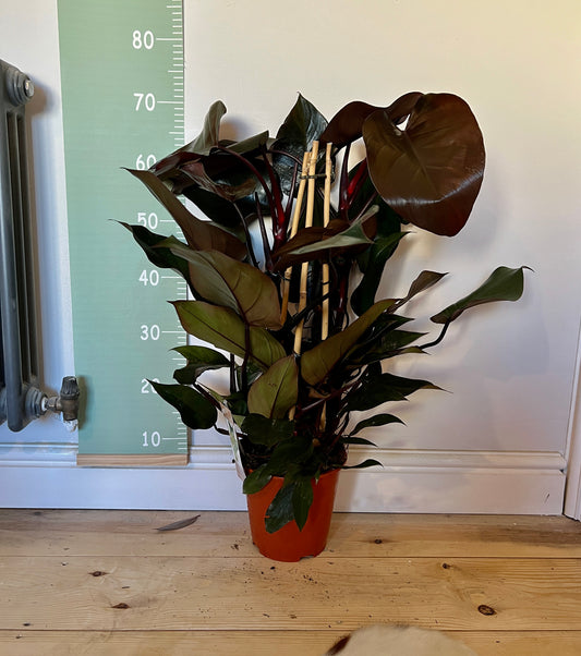 75cm Philodendron Ruby