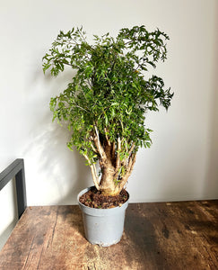 30cm Polyscias