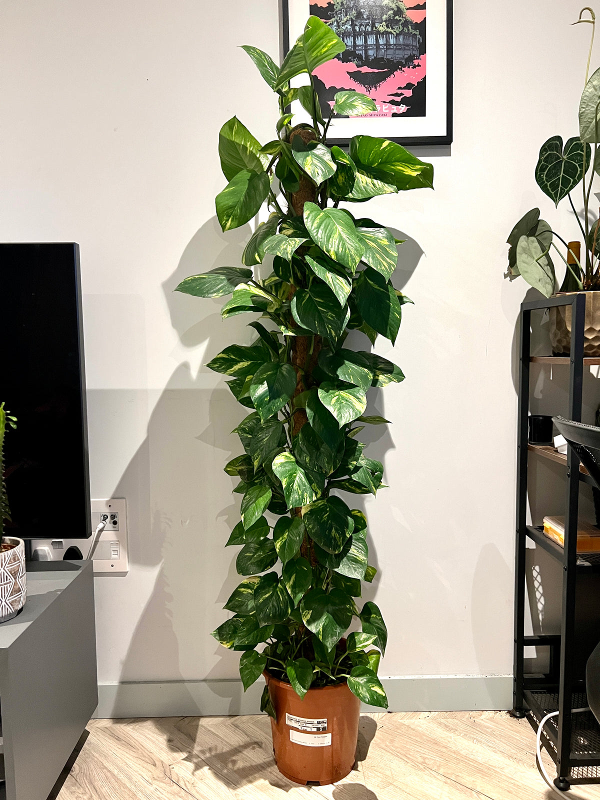 160cm Climbing Epipremnum Devils Ivy – Bristol Plant Man