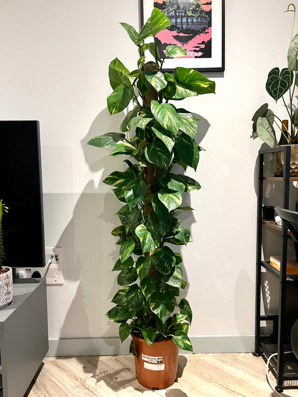 160cm Climbing Epipremnum Devils Ivy