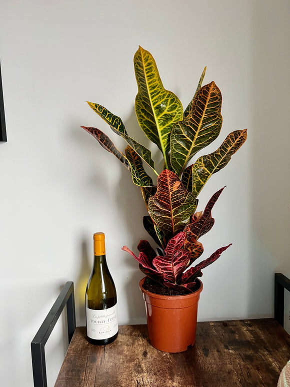 75cm Codiaeum Excellent (Croton Plant)