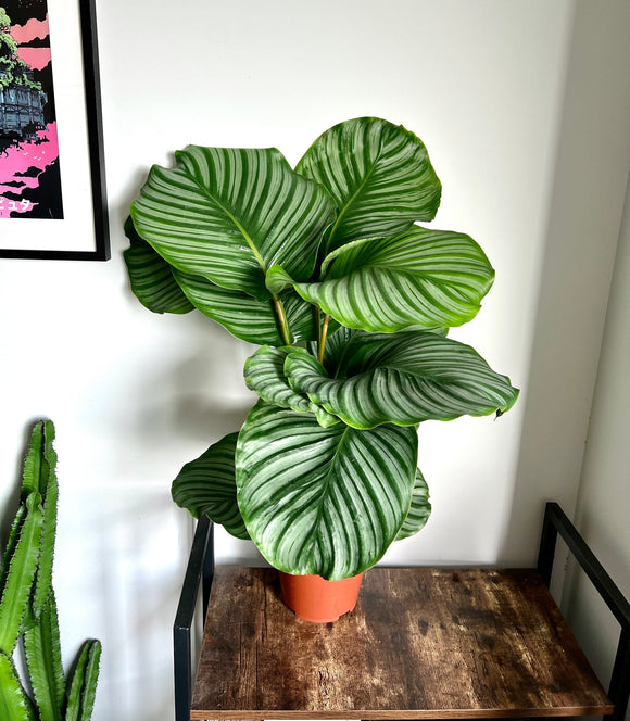 XL 80cm Calathea Orbifolia