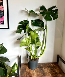 100cm Monstera Deliciosa (Swiss Cheese Plant)