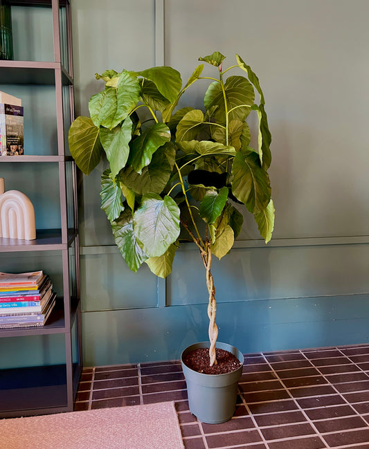 150cm ficus Umbellata Tree