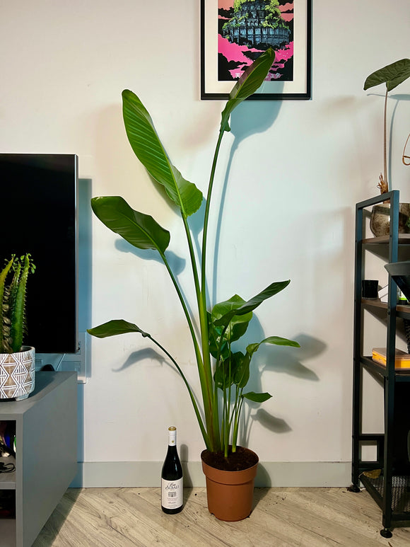 160cm Strelitzia Nicolai (Bird of Paradise)